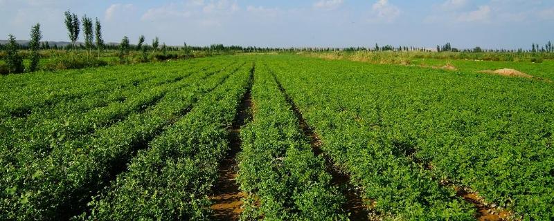 甜草苗功效與作用，甜草苗是什么？又叫什么？